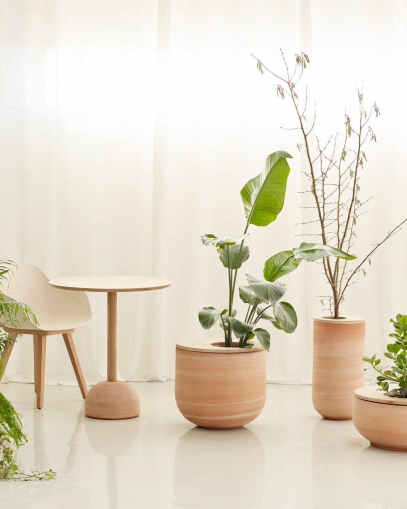 design organique - plantes dans pots en terre cuite ronds
